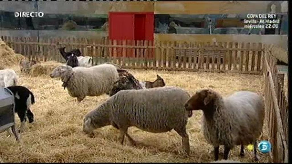 La casa se llena de ovejas