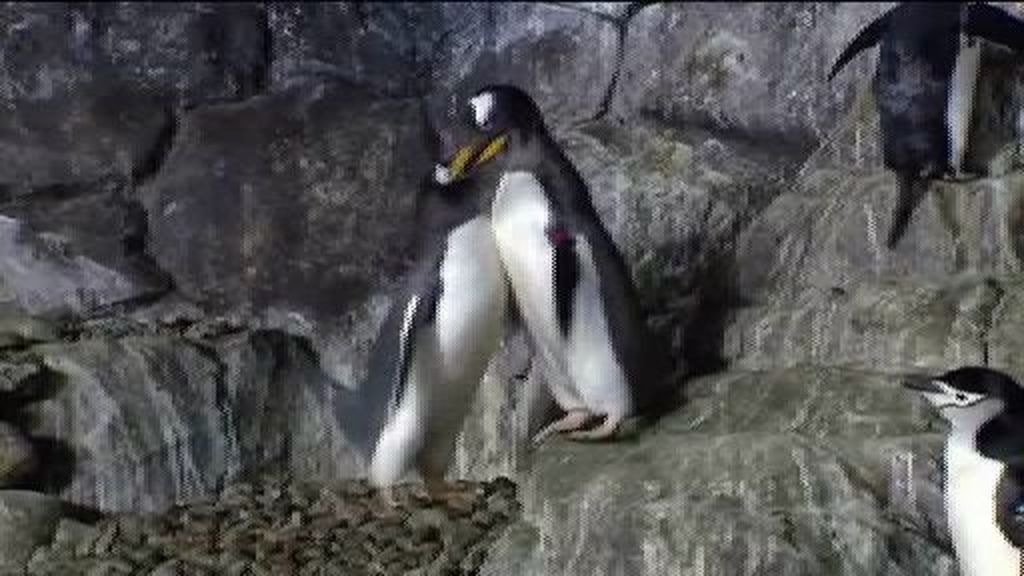 Frustrado intento de adopción de la pareja de pingüinos gais