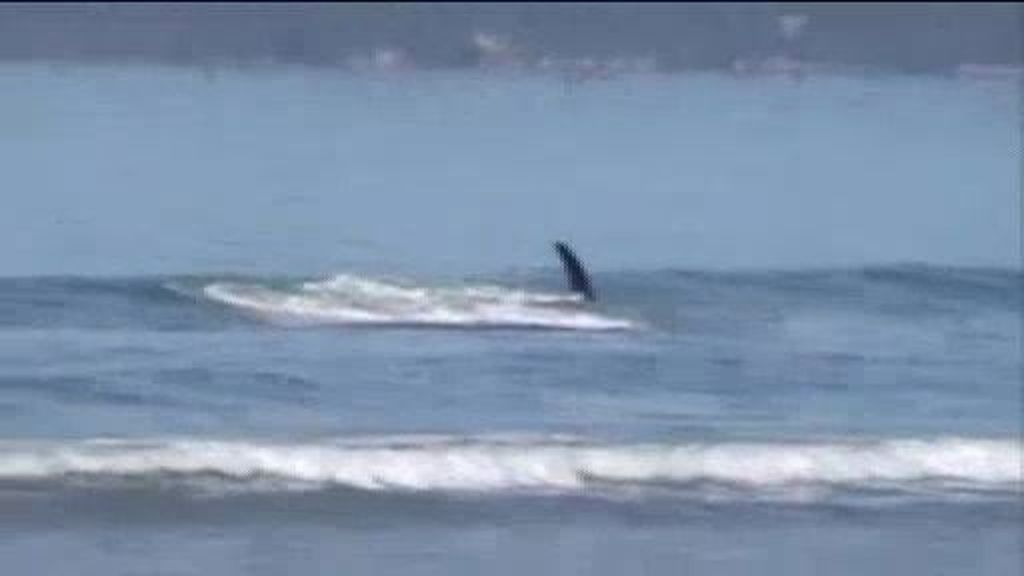 Duelo a muerte entre una orca y un tiburón
