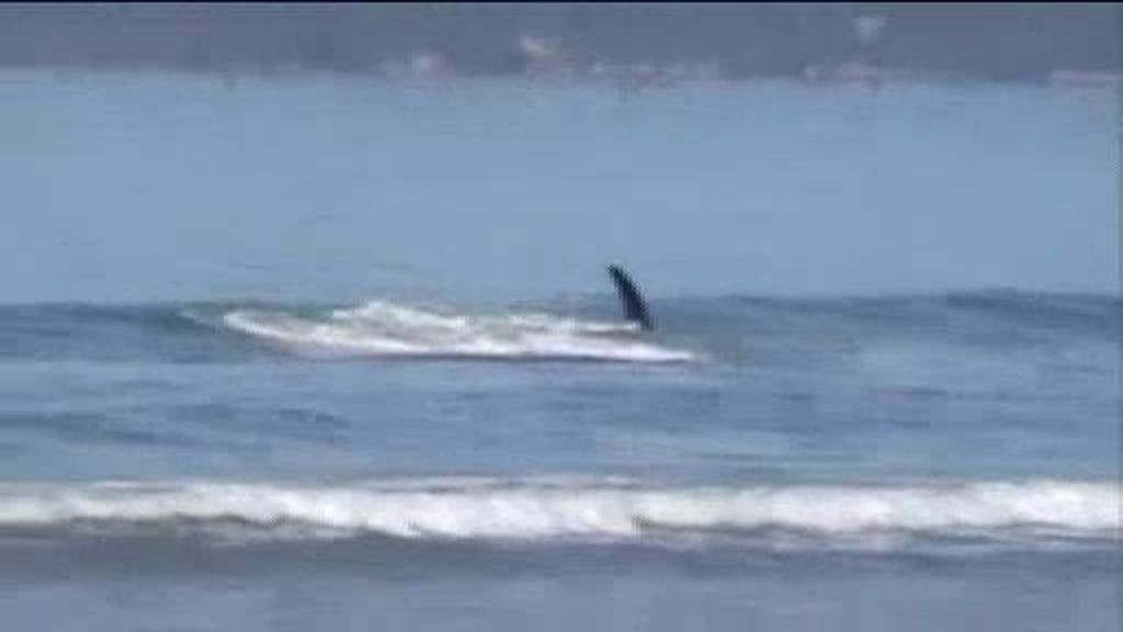 Duelo a muerte entre una orca y un tiburón