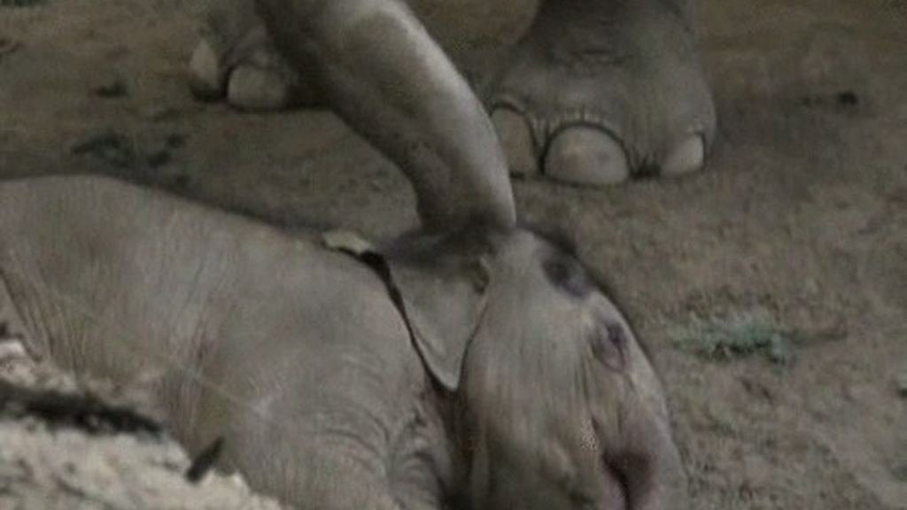La triste despedida de una manada de elefantes a una cría recién fallecida