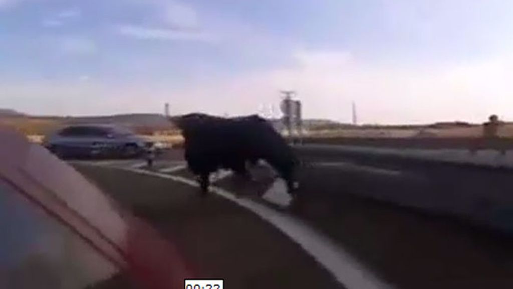 Un toro arremete contra los coches al ser cercado en la autovía