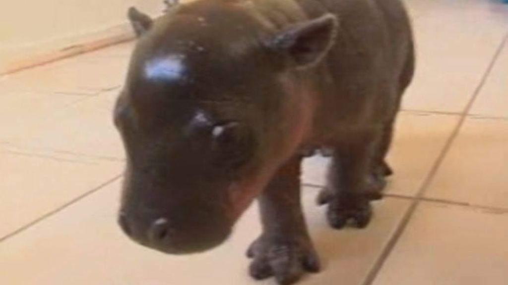 Harry, una cría de hipopótamo pigmeo entusiasta de las bañeras