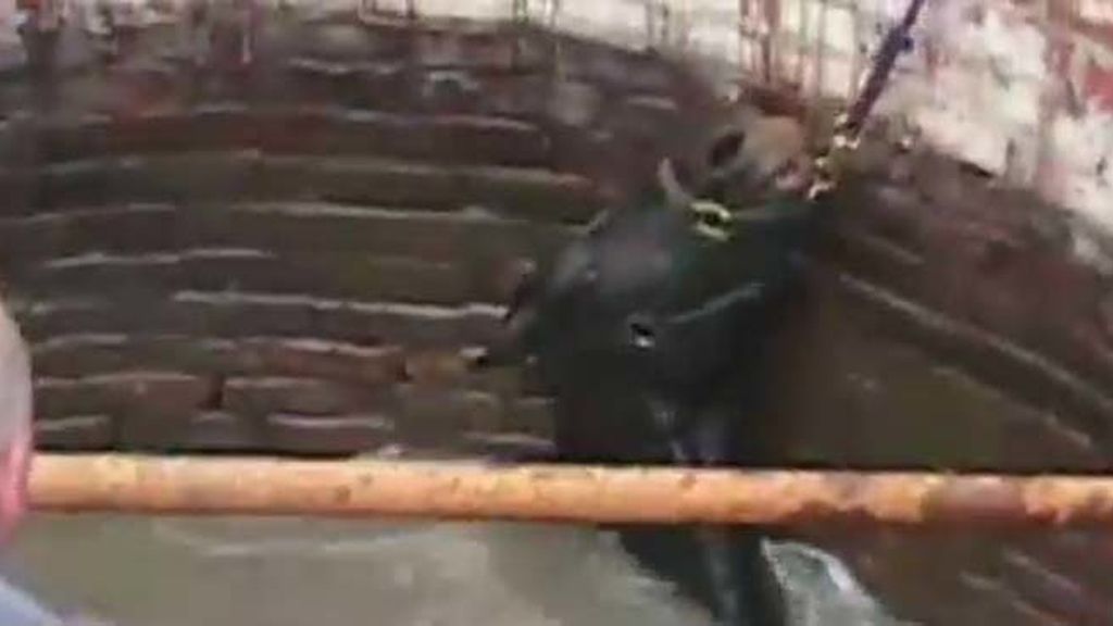 Rescate ‘in extremis’ a un caballo de un pozo