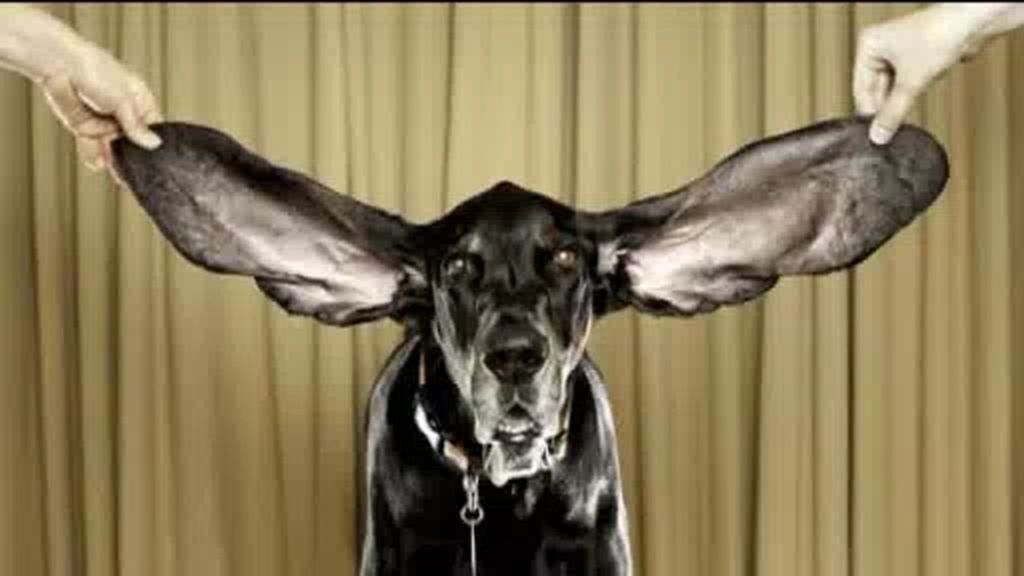 El perro con orejas más largas