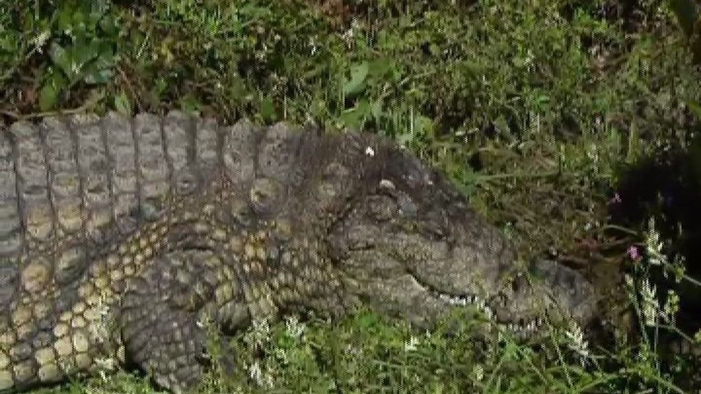 Aparece muerto en Mijas un cocodrilo del Nilo