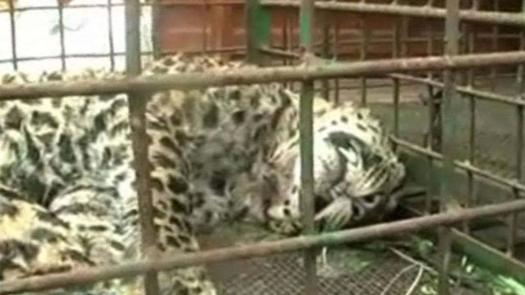 Un leopardo hiere a 13 personas en una localidad de la India