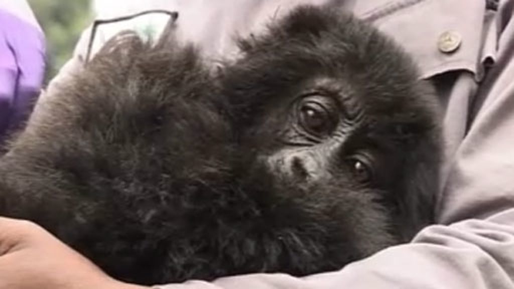 Bebé gorila rescatado