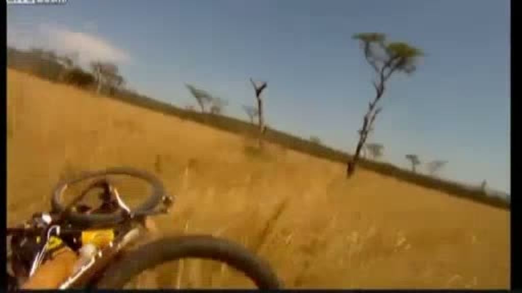 El antílope atropella al ciclista
