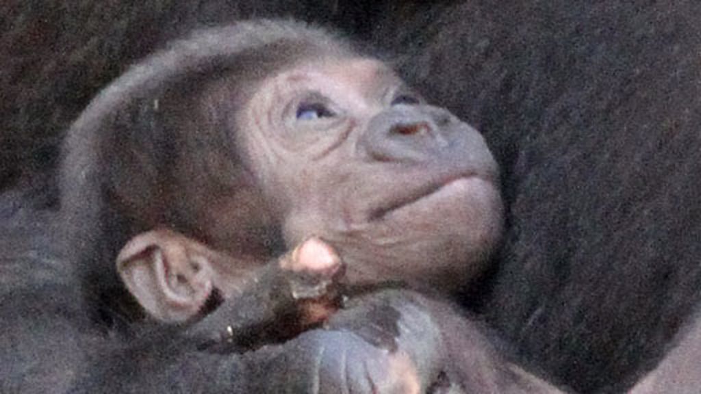 Un bebé gorila