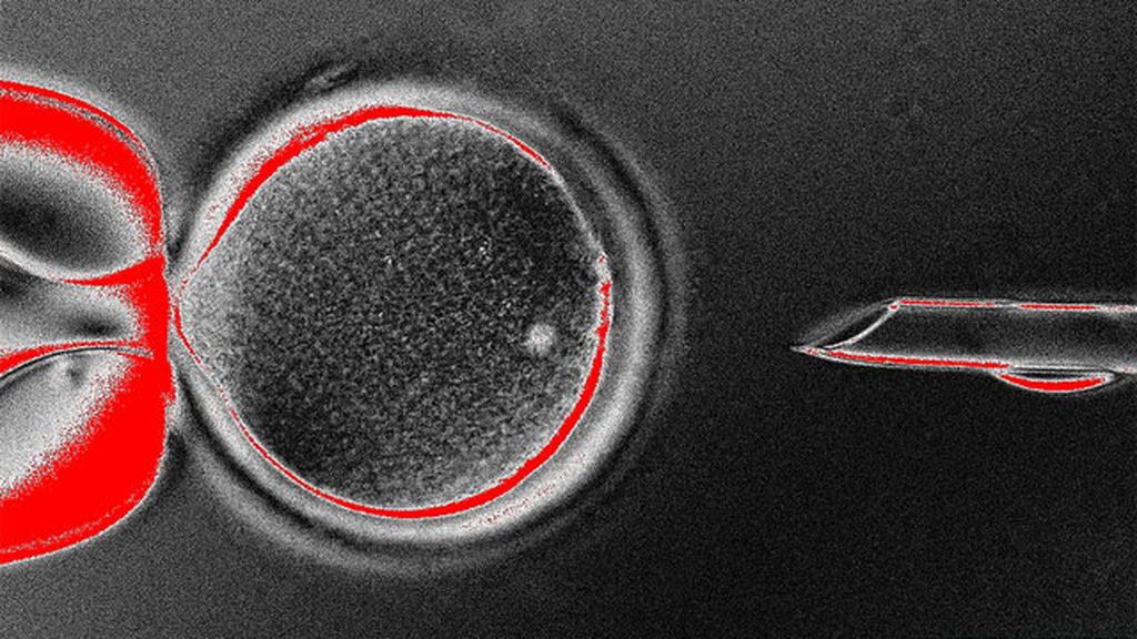 La clonación humana, cada vez más cerca