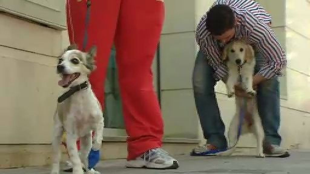 Alerta sanitaria al detectarse en Toledo el primer caso de rabia canina desde 1978