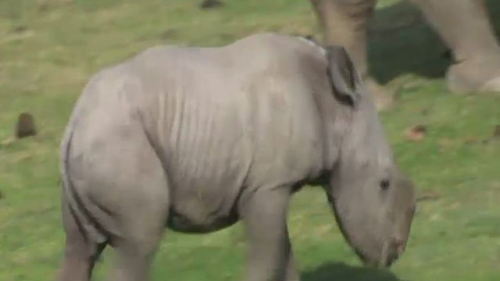 Nace un rinoceronte blanco en el zoo de San Diego