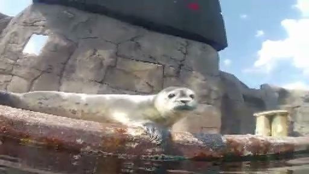 Un bebé foca, el nuevo inquilino de Faunia