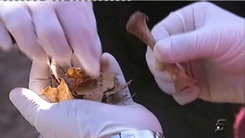 Hallan huesos de un neonato en una de las fosas exhumadas de Alicante