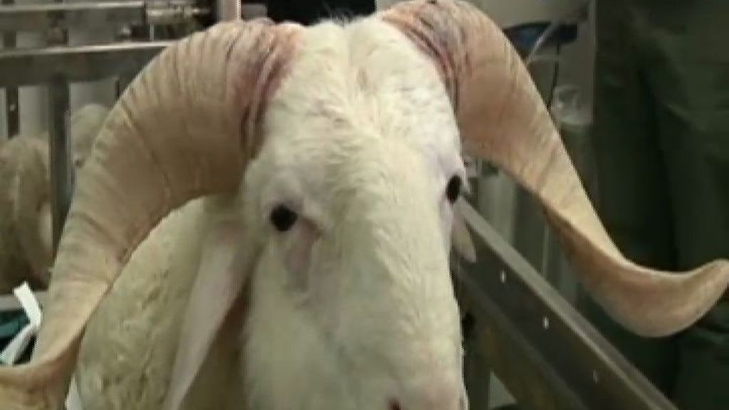 Una cabra lleva 62 días viviendo con un corazón artificial