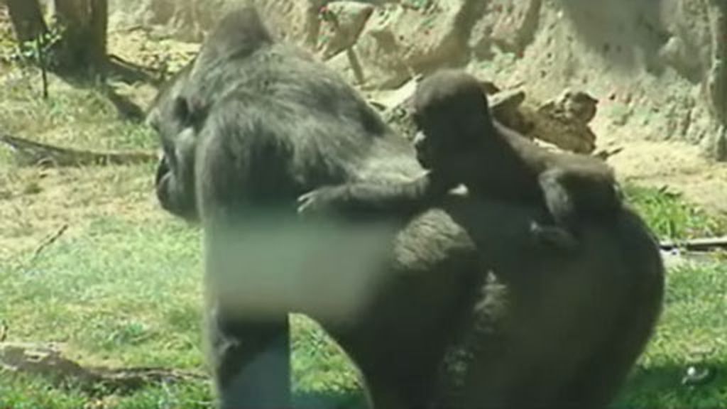Buscan nombre al bebé gorila