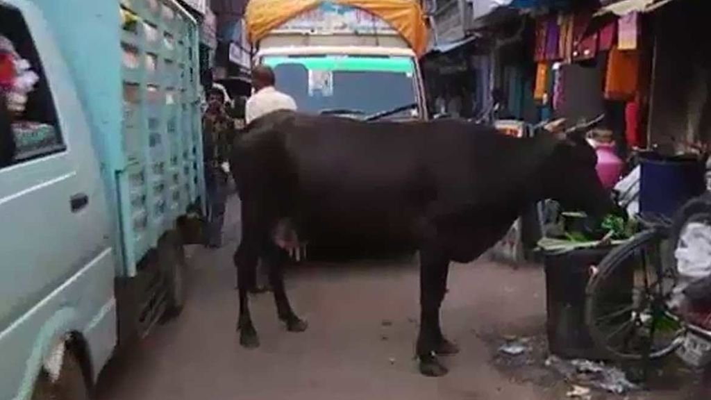 La vaca es el animal sagrado