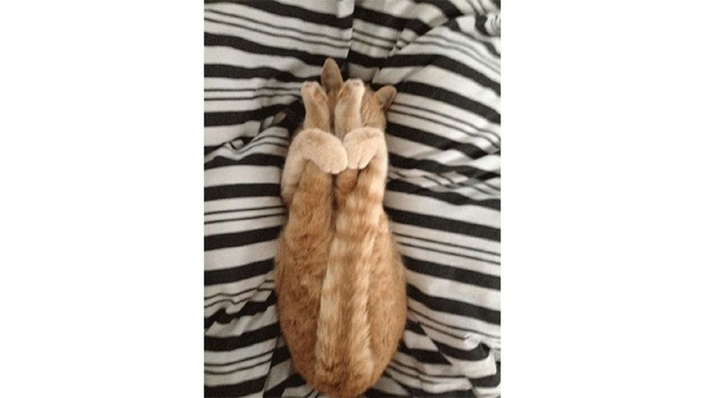 Los animales también hacen yoga