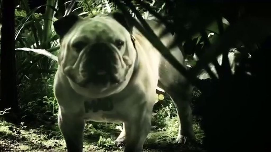 Mad se presenta en la web