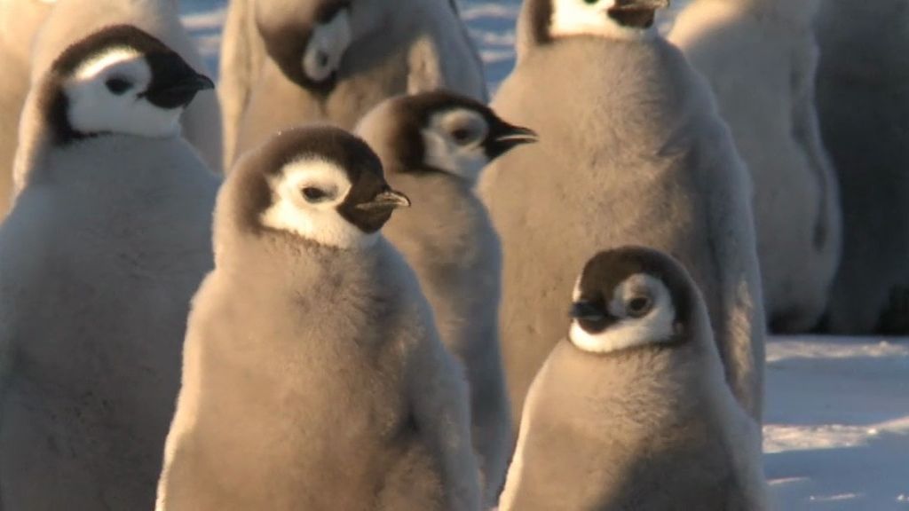 Calleja, rodeado de pingüinos