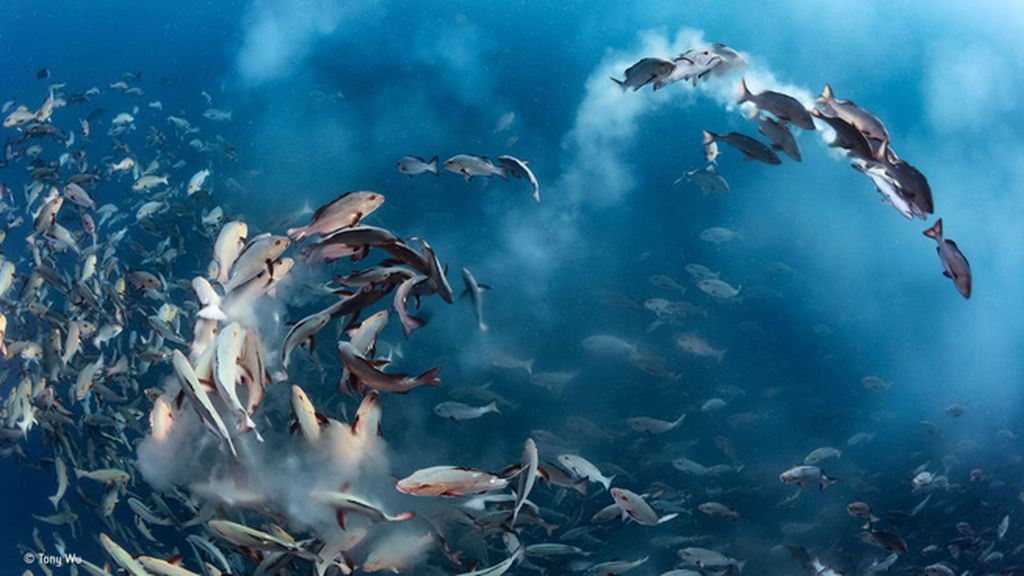 'La fiesta del besugo', de Tony Wu