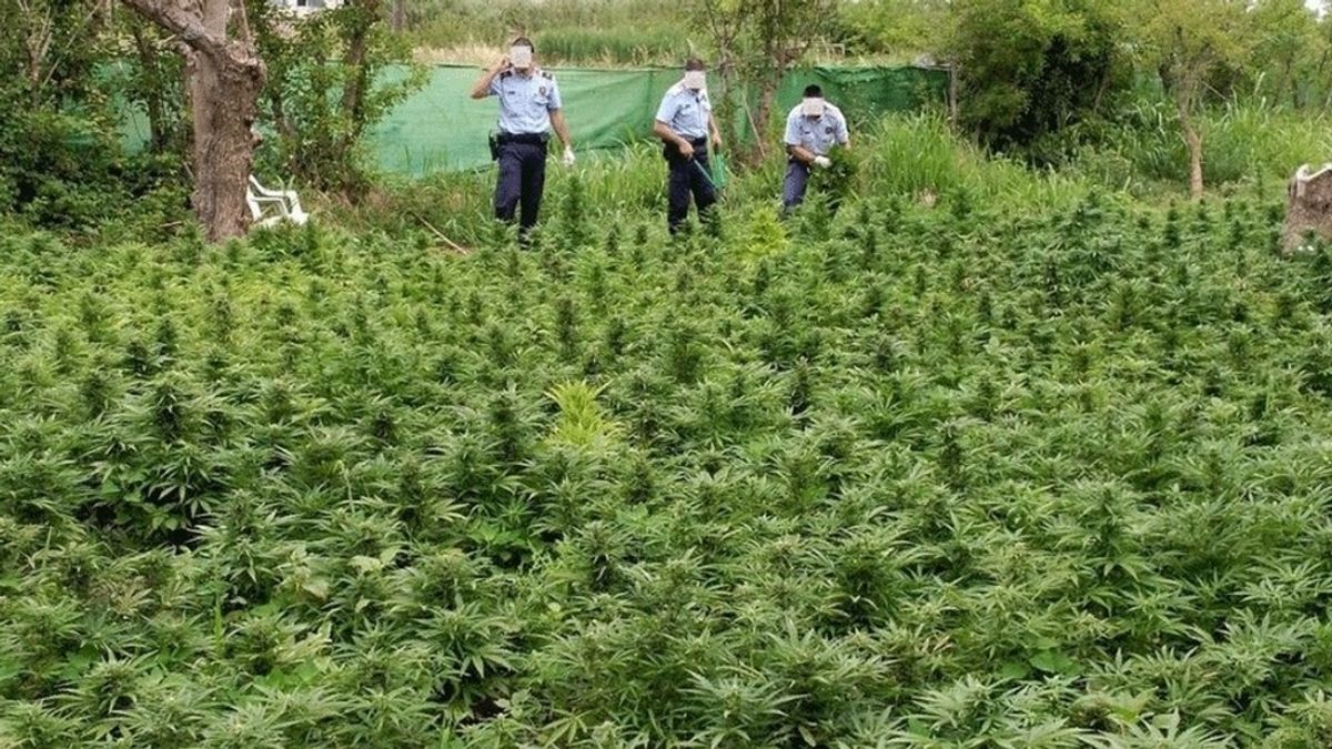 Detenido un hombre por cultivar más de 1.300 plantas de marihuana