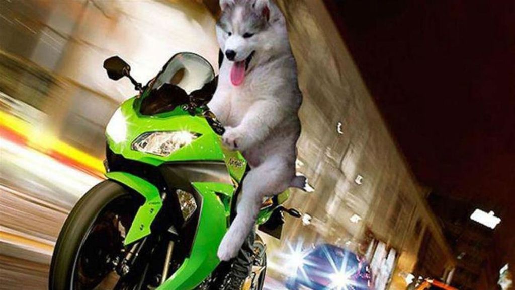 El Husky que se ha convertido en el rey de internet