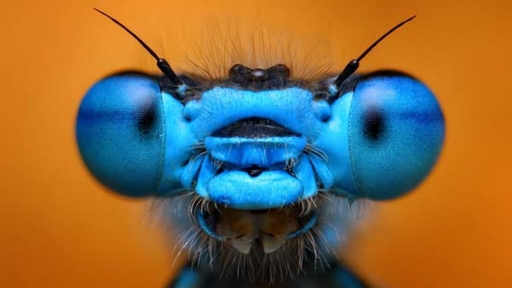 El universo desconocido de los insectos