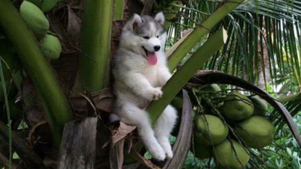 El Husky que se ha convertido en el rey de internet