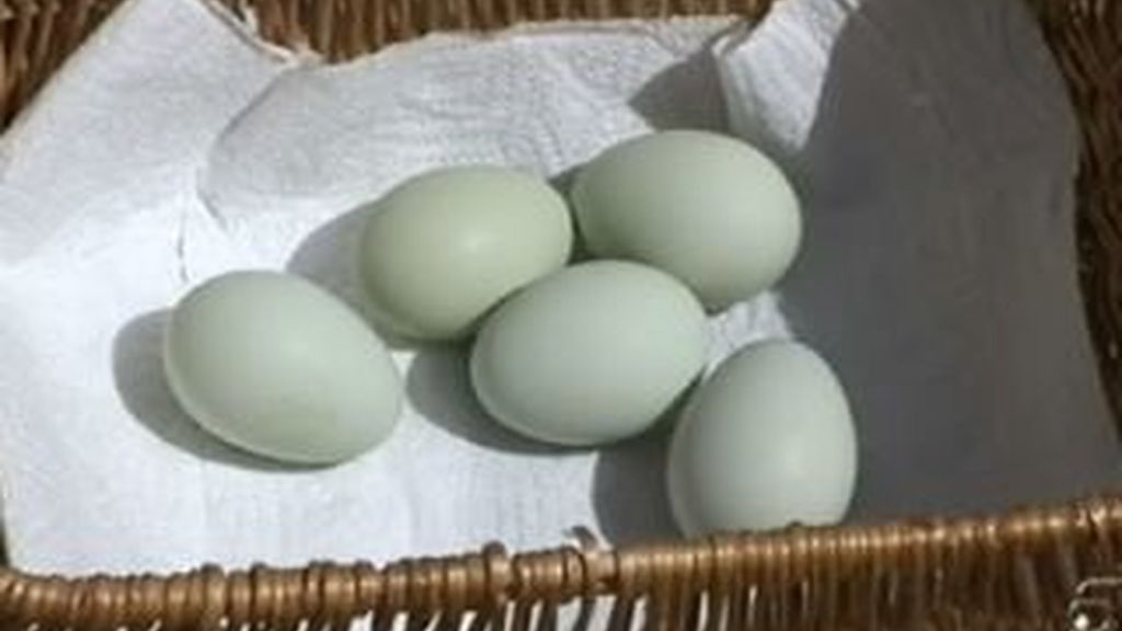 Los huevos azules que pone la gallina más famosa de Castrillo de Valderaduey. Vídeo: Informativos Telecinco
