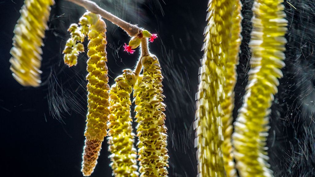 Las flores de un avellano, de Valter Binotto