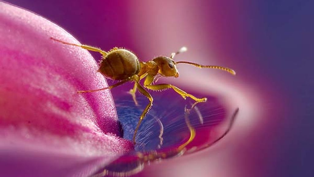 El universo desconocido de los insectos