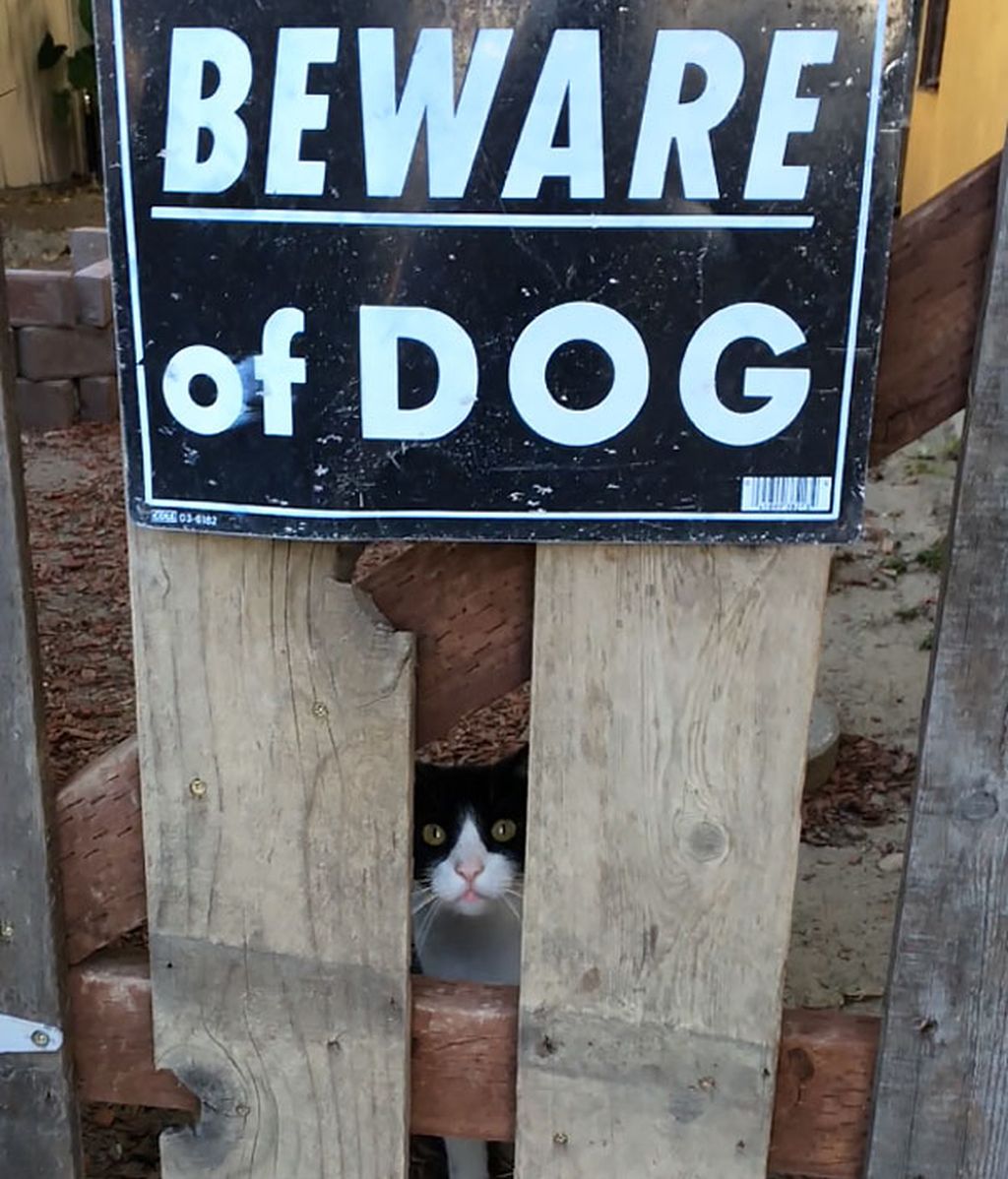 Los adorables animales que se esconden tras estas "advertencias"