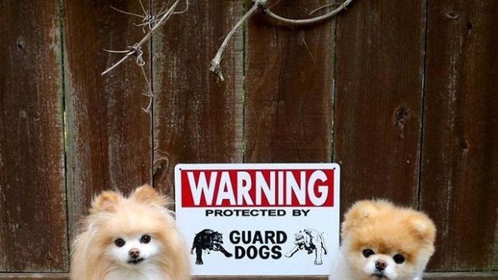 Los adorables animales que se esconden tras estas "advertencias"