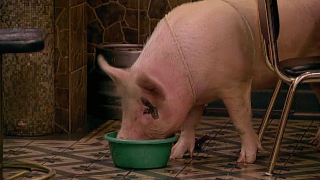 El cerdo de Mauricio