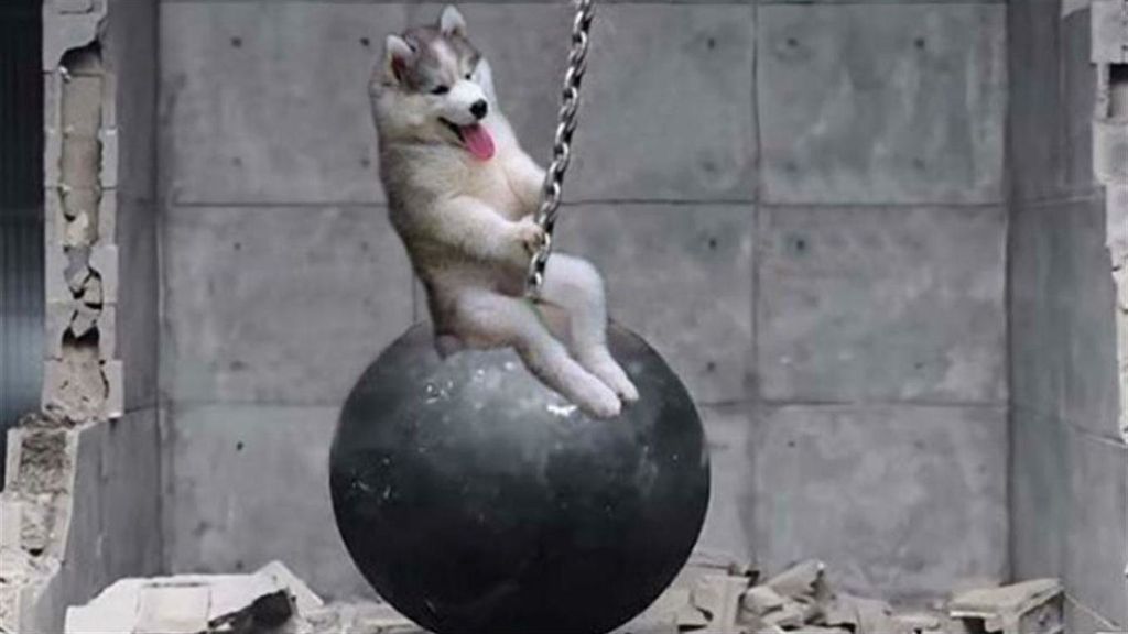 El Husky que se ha convertido en el rey de internet