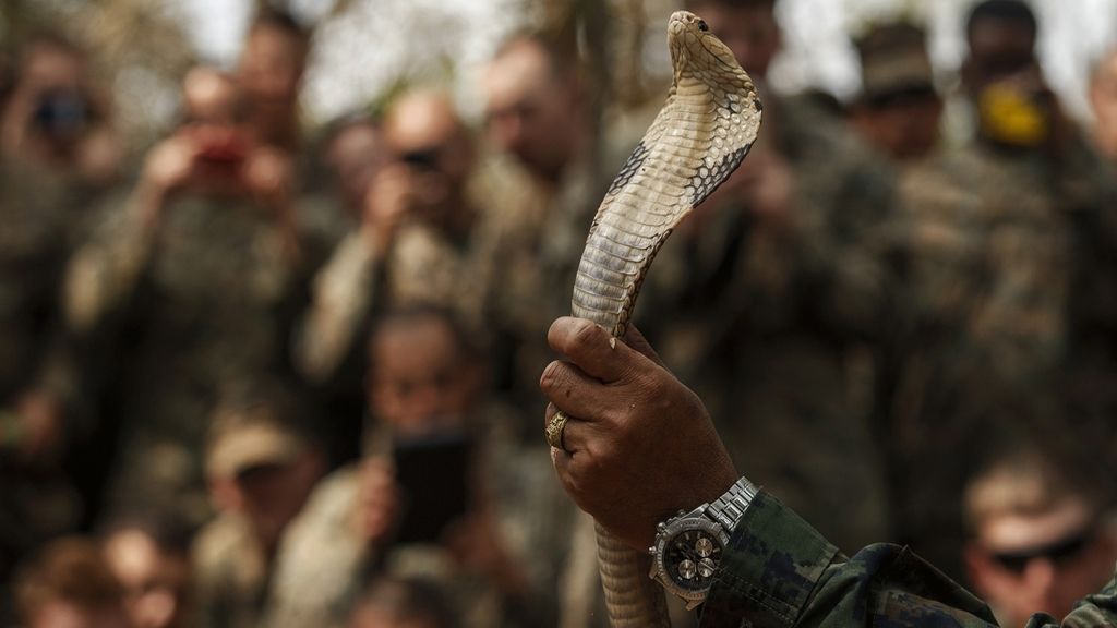 Sangre de cobra e insectos: Kit de supervivencia militar