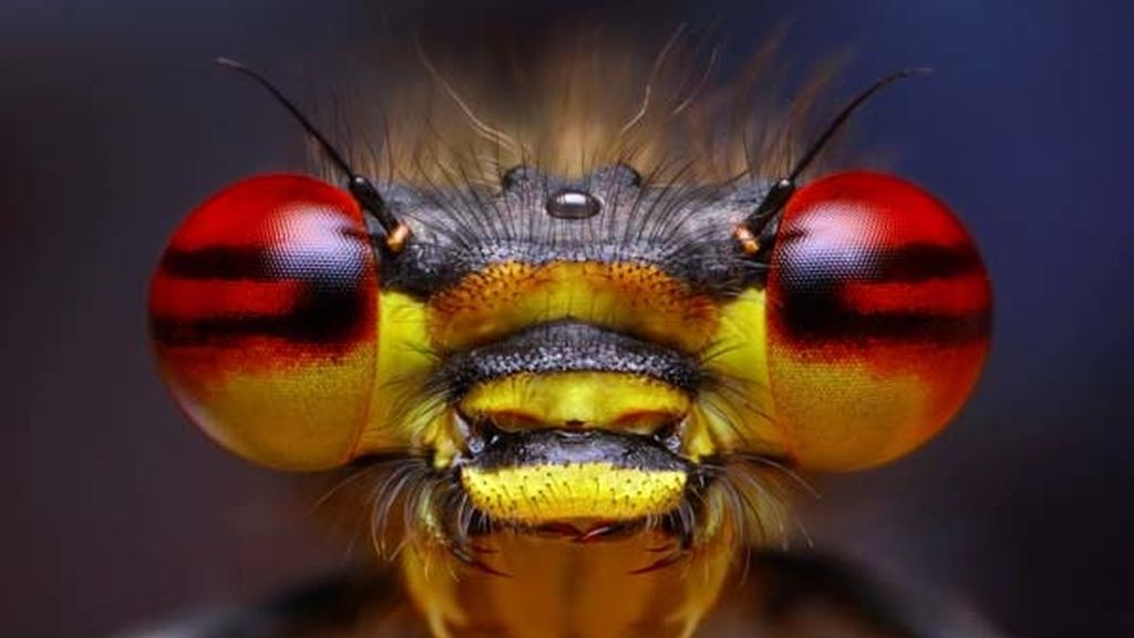 El universo desconocido de los insectos
