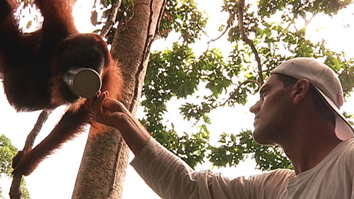 Frank da de beber a un orangután