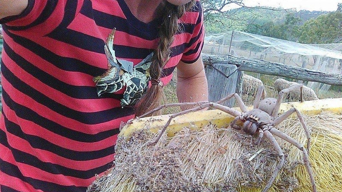 Esta araña gigante está atemorizando la red