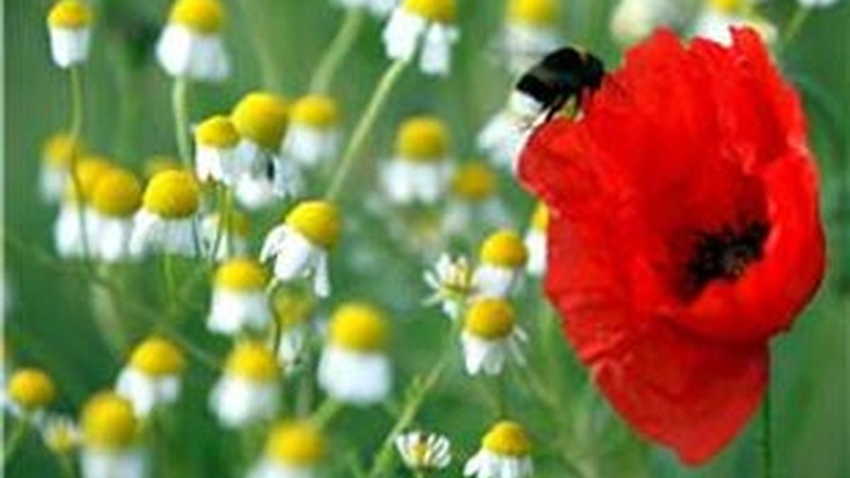 Llega la primavera y con ella las temidas alergias