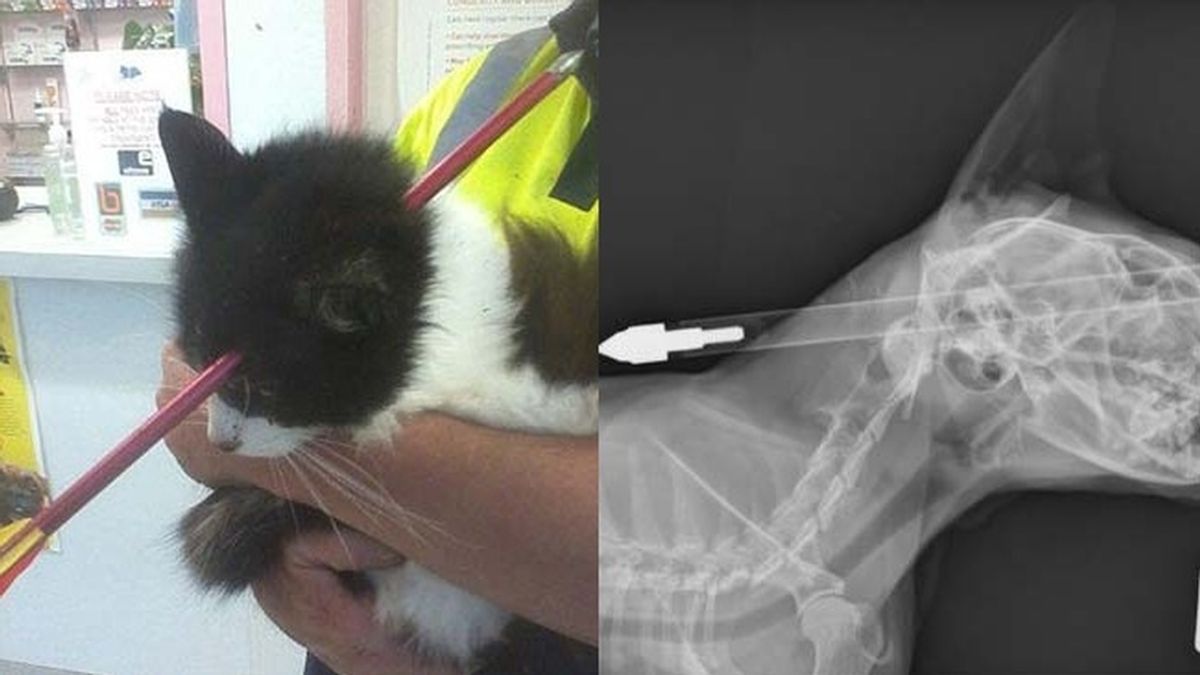 Un gato sobrevive después de que un proyectil de ballesta le atravesase la cabeza