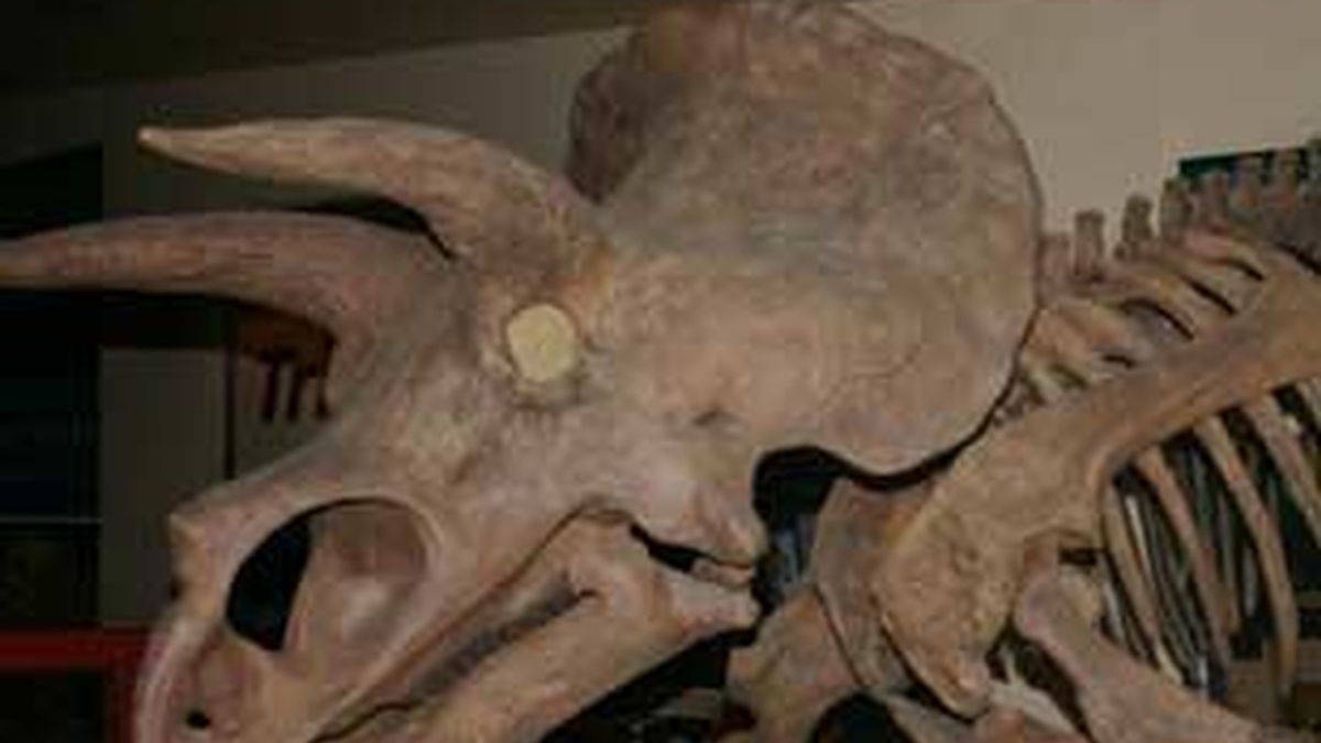 Esqueleto de este dinosaurio. Foto: KS.UIUC.EDU