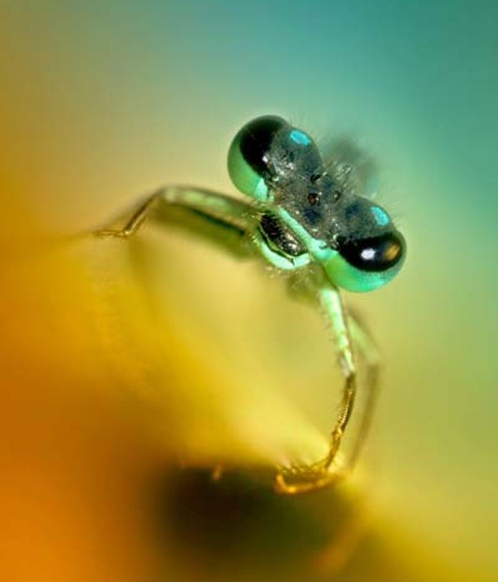 El universo desconocido de los insectos