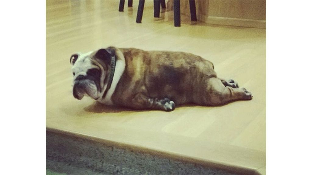 Algunos meditan y se relajan en posturas muy 'zen'