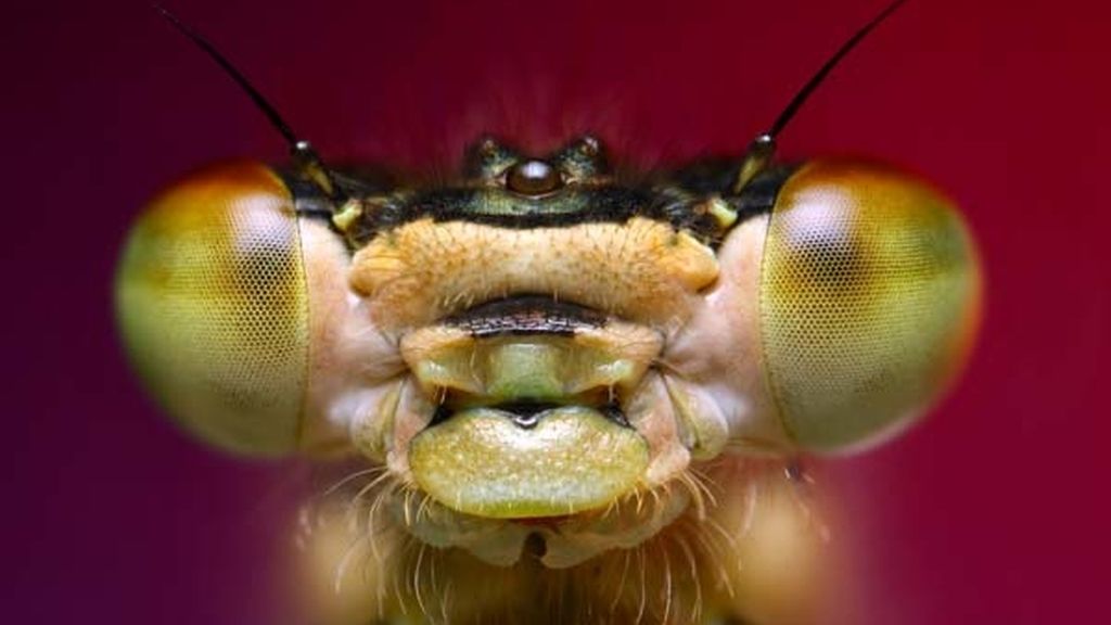 El universo desconocido de los insectos