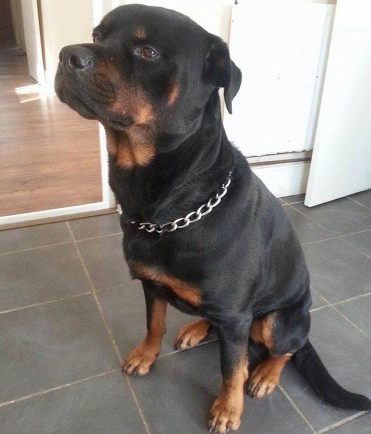 Rocky, el perro heroico que salvó a su dueña embarazada de un grupo de matones armados