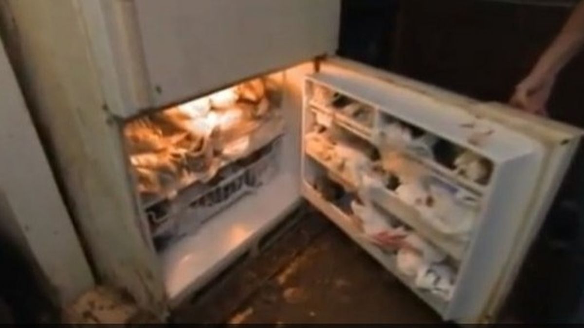 Terry guarda entre 75 y 100 gatos muertos en su congelador