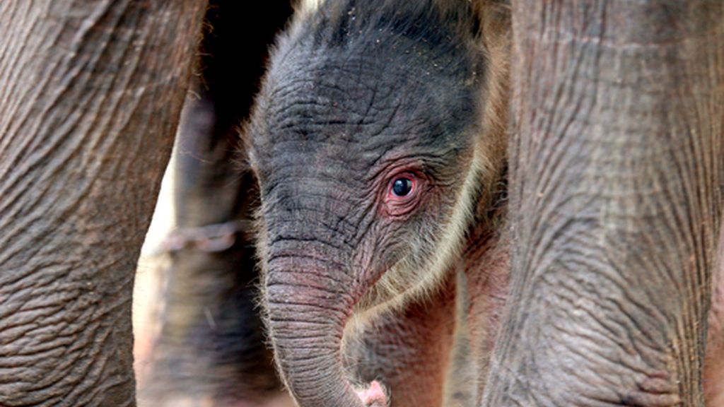 Nace un cachorro de elefante de Sumatra en Indonesia